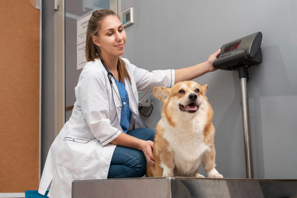 Contabilidade para clínicas veterinárias em Curitiba gestão e impostos sem erros